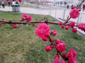 camera_meizu_m3_note_18