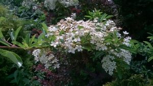 blossom-s